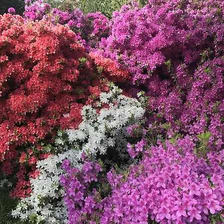 Panzió La Ciliegia Bianca Belgirate