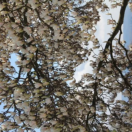 Bed & Breakfast La Ciliegia Bianca *