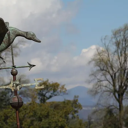 La Ciliegia Bianca *