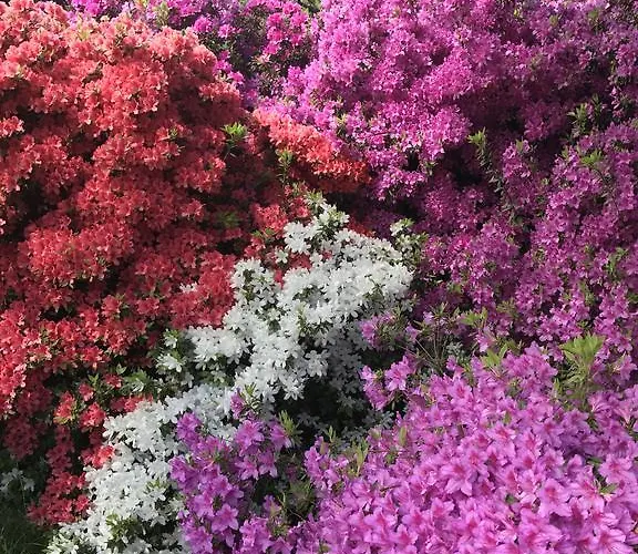 Bed & Breakfast La Ciliegia Bianca Belgirate