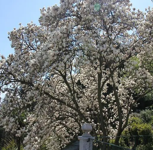 La Ciliegia Bianca Belgirate