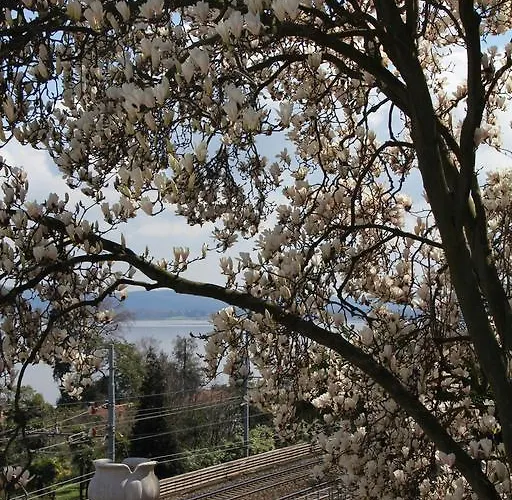 La Ciliegia Bianca * 벨지라테